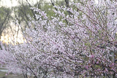 航空服務(wù)專業(yè)都學(xué)什么課程？