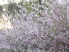 航空服務(wù)專業(yè)都學(xué)什么課程？